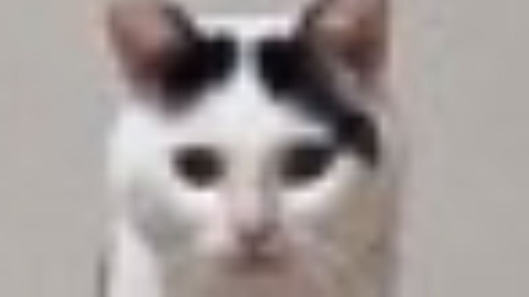 室内にいる猫