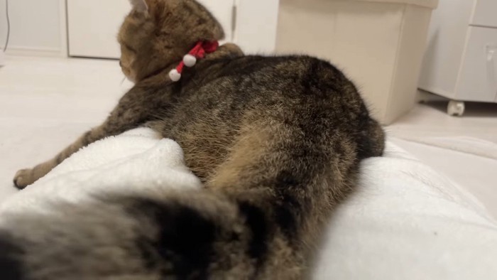 しっぽのアップ