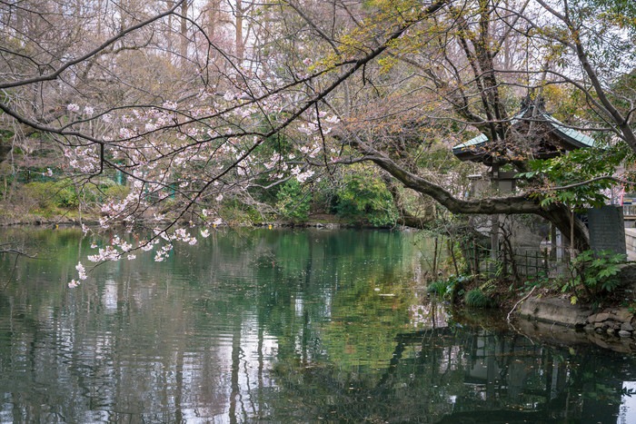 井の頭公園