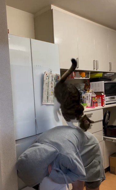 人の背中の上に乗っている猫