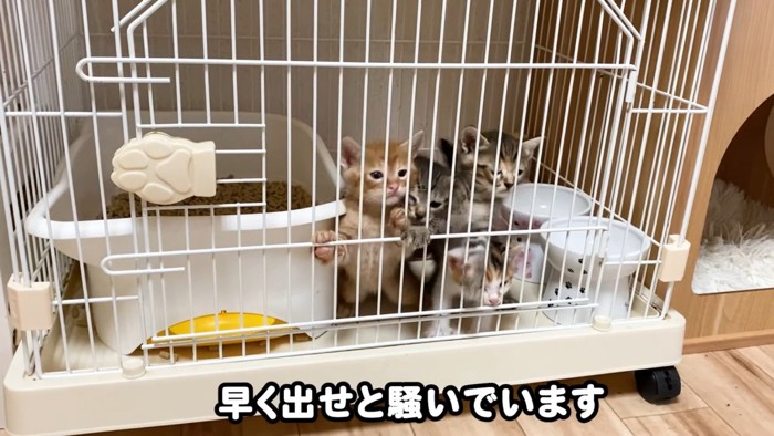 ケージの扉にはりつく4匹の子猫