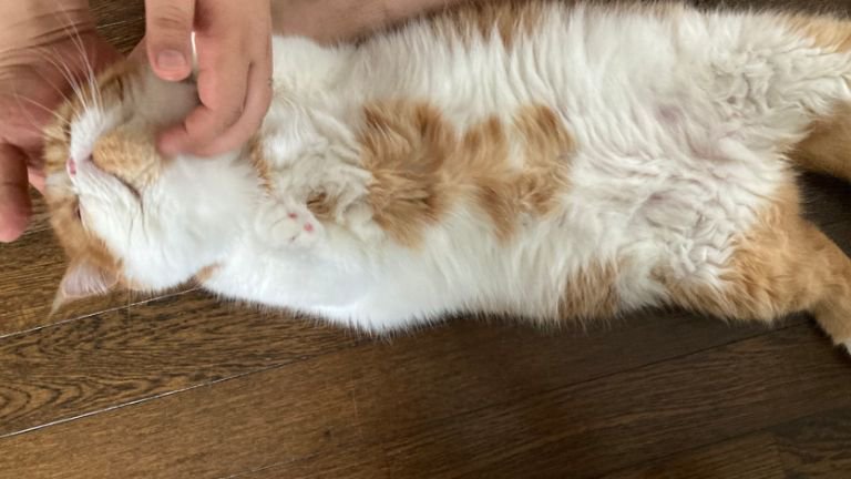 室内にいる猫