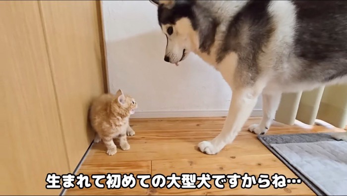 ハスキー犬に威嚇する子猫