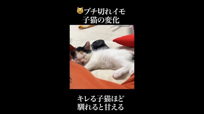 キレる子猫ほど馴れると甘える