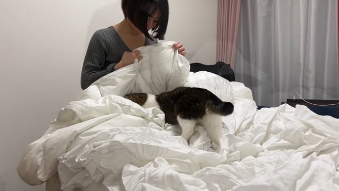 布団に入って行く猫