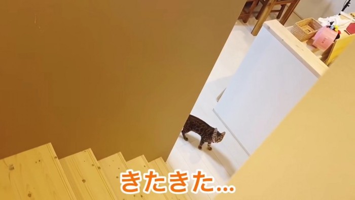 階段の下を歩く猫