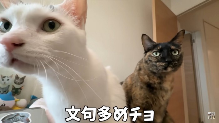 「ご飯まだー?」