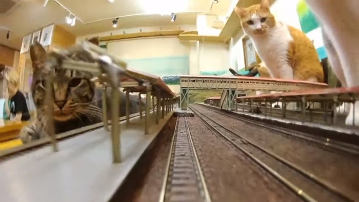 ジオラマ駅のホームから覗く猫