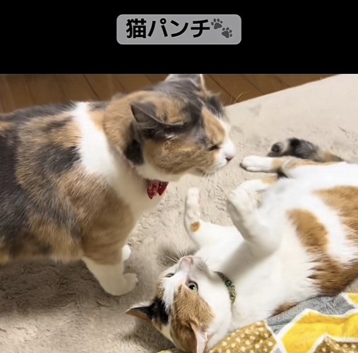 じゃれ合う2匹の三毛猫