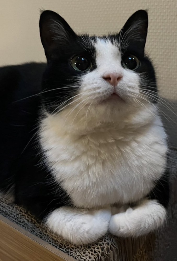 香箱座りの猫