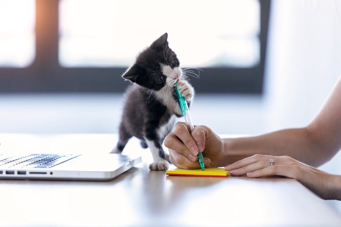 メモをとる女性のペンをかじる子猫