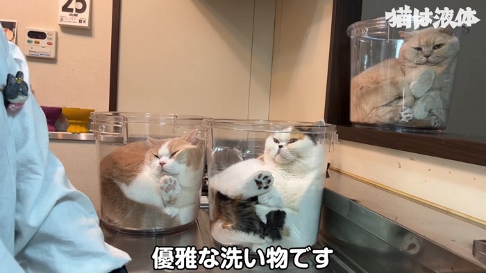 お母さんを見る白い猫