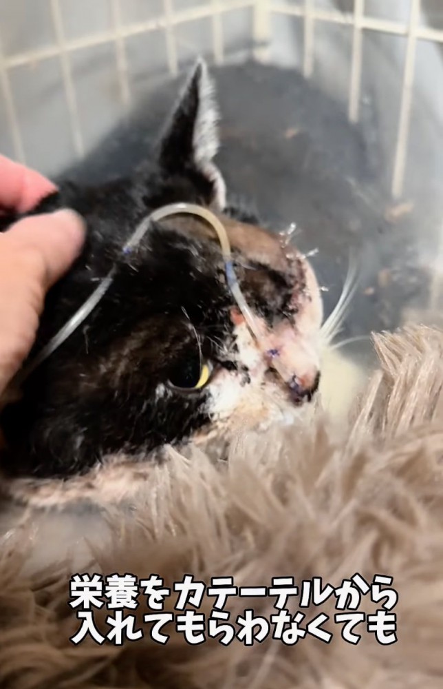 カテーテルで栄養摂取する猫