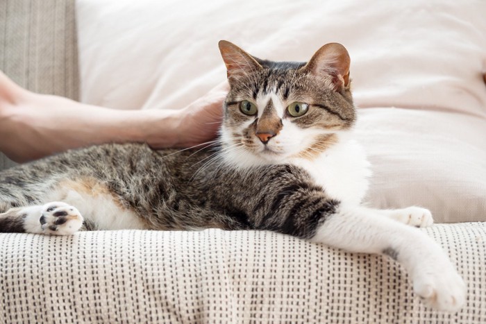 ソファの上で飼い主に撫でられる猫