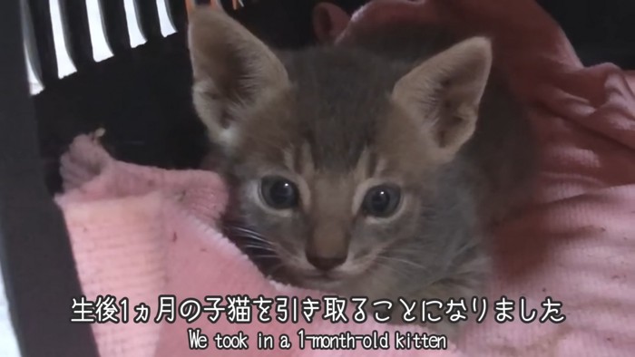 キャリーの中にいる子猫