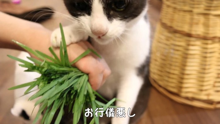 人の手に前足を乗せる猫