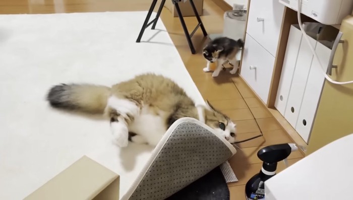 じゃれる秀吉くん