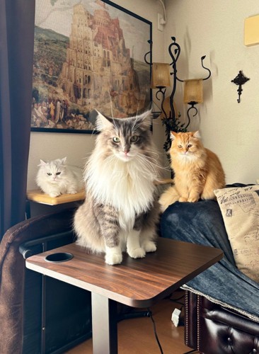 3匹の猫