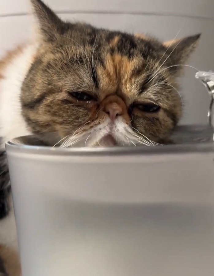 自動給水機にもたれる猫