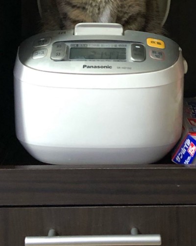炊飯器から何かが見えている