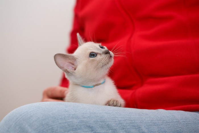 飼い主を見上げるトンキニーズの子猫
