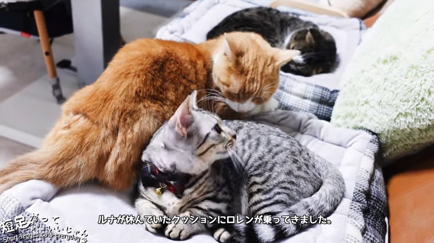 振り向く猫とニオイを嗅ぐ猫