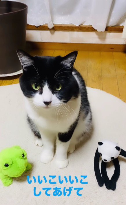 猫とぬいぐるみ