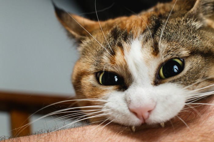 怒りながら噛む猫