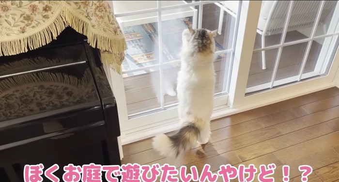 伸び上がる猫