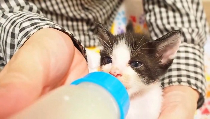 哺乳瓶でミルクを飲ませてもらう子猫