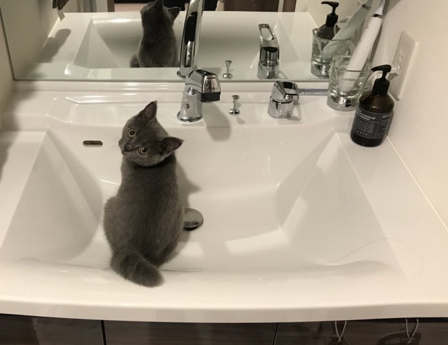 洗面台にいる子猫