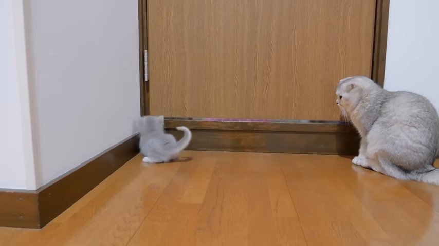 子猫を見守る母猫