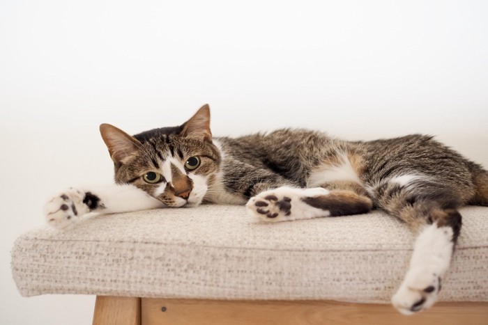 リラックス中の猫