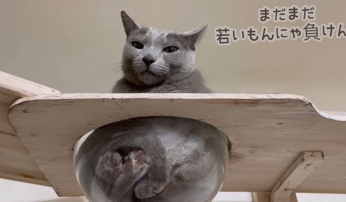 灰色の毛色の猫