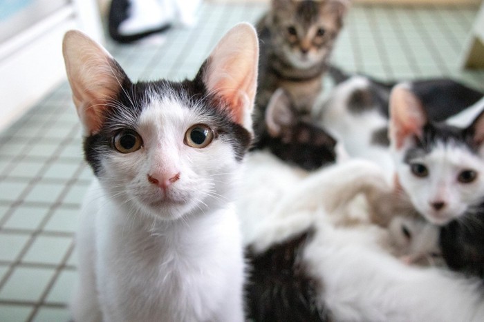 室内で自由に過ごす保護猫たち