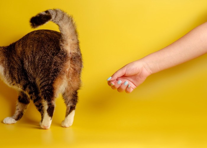 猫のお尻