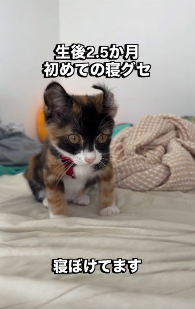 反り返っている子猫の左耳