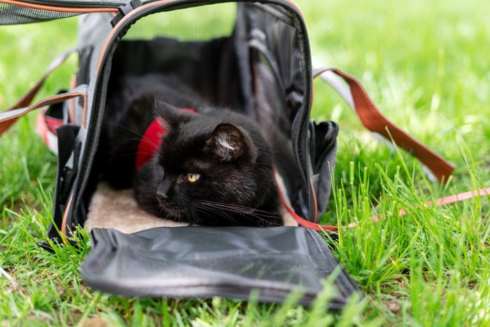 キャリーの中にたたずむ黒猫