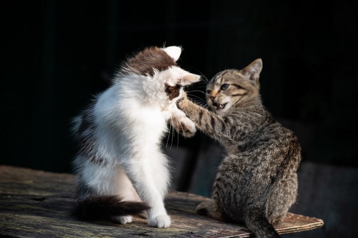 ケンカする2匹の子猫