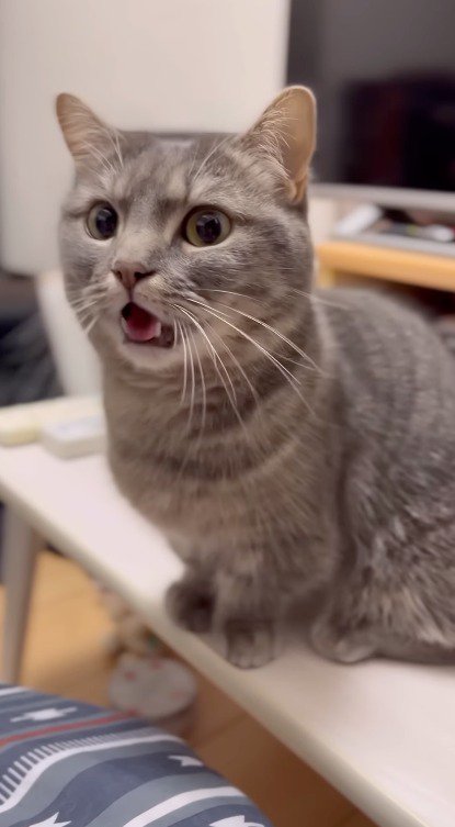 飼い主の声に反応して鳴き声を上げる猫