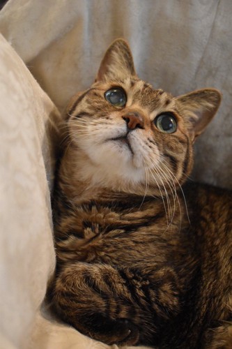 キジトラ猫