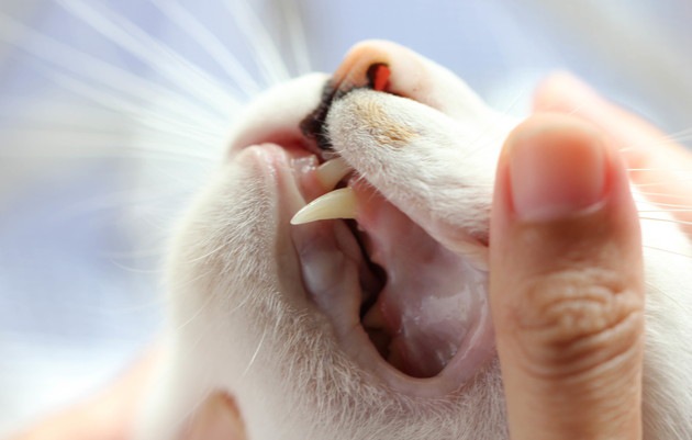 口を開けようとする猫