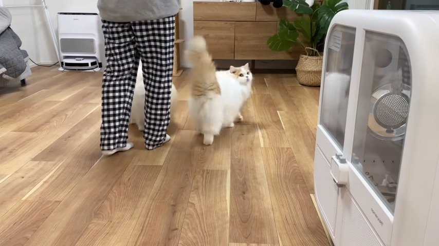 足元振り向く猫