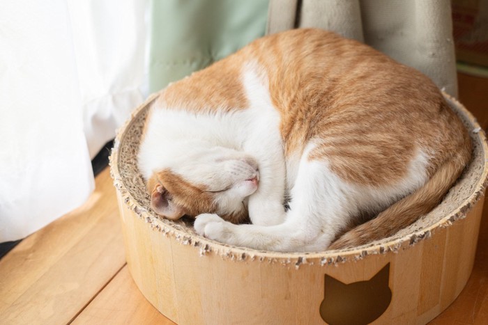 目隠しアンモニャイトで眠る猫