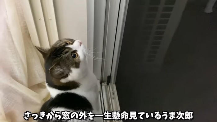 座って見上げる猫