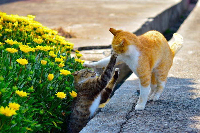 外猫のケンカ