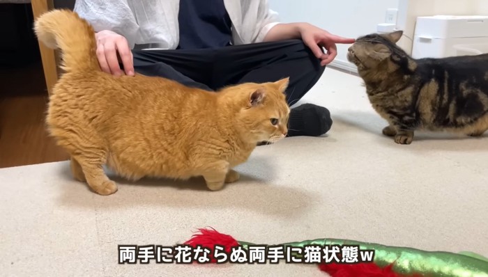 両手に猫