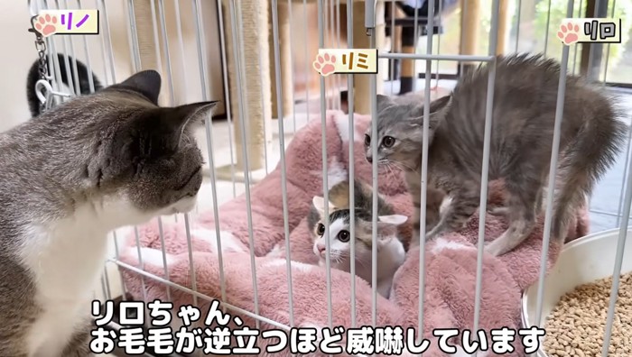 ケージの中の威嚇をする子猫を見ている大人猫