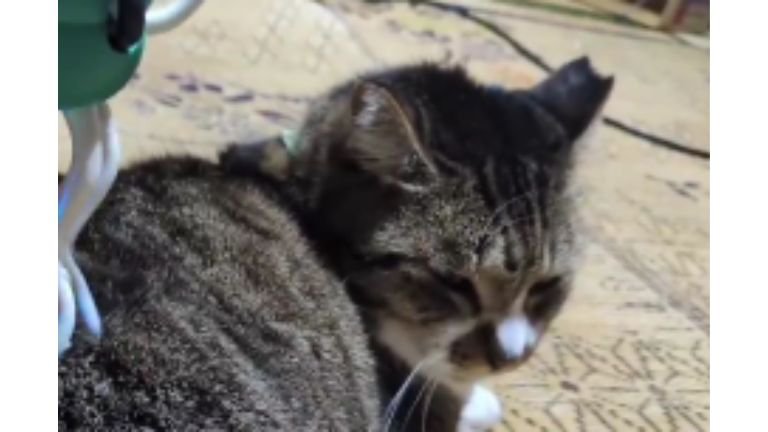 くつろいでいた猫