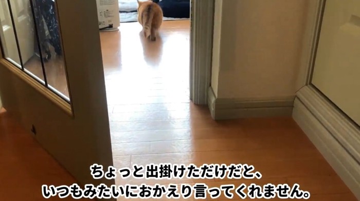 扉の向こうのマンチカン猫